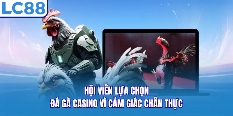 Hội viên lựa chọn đá gà casino vì cảm giác chân thực